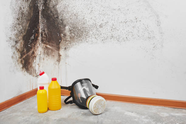 Best Commercial Mold Removal  in Lake Leann, MI