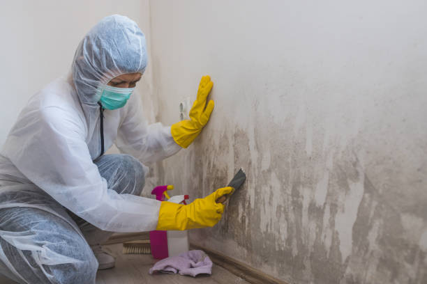 Mold Removal and Inspection in Lake Leann, MI