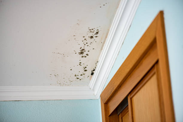 Best Mold Removal and Inspection  in Lake Leann, MI