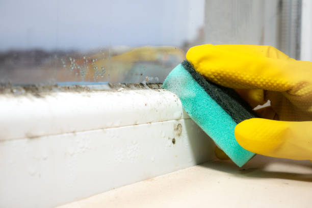 Office Mold Removal Services in Lake Leann, MI