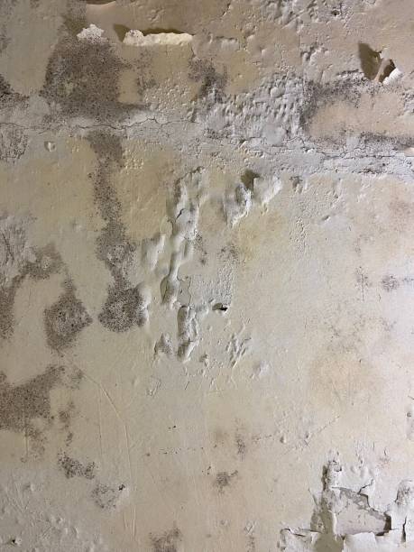 Best Toxic Mold Removal  in Lake Leann, MI