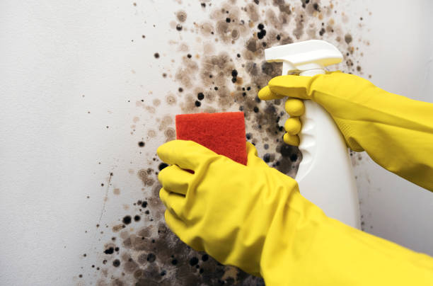 Best Fast Mold Removal  in Lake Leann, MI