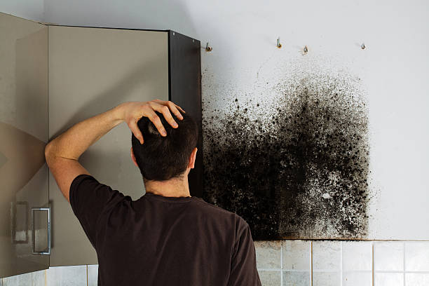 Best Mold Testing  in Lake Leann, MI