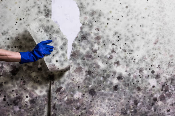 Best Best Mold Removal Companies  in Lake Leann, MI